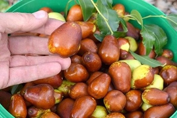 خرید عناب گلابی شکل + قیمت فروش استثنایی